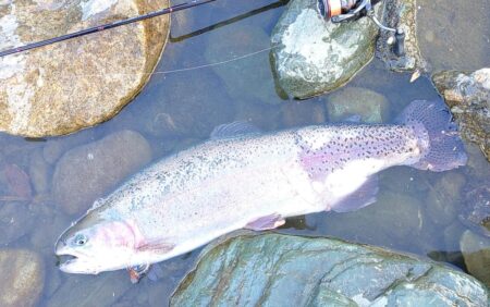 雪降る天竜川でがんばる ～天竜川ルアーフライテンカラ専用区～